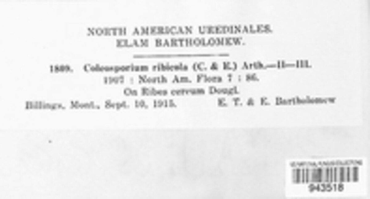 Coleosporium ribicola image